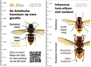 Op de afbeelding zijn de verschillen tussen de Aziatische en Europese hoornaar afgebeeld. Waarnemingen kunnen gemeld worden door de QR-code te scannen (bron: NBV).
